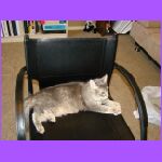 Kitty in Chair.jpg